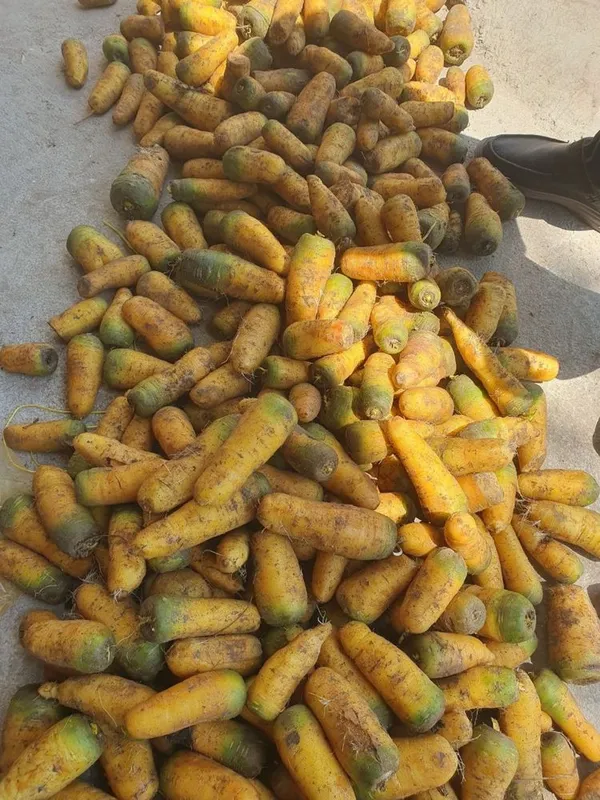 Sabzi sariq sotiladi 2 Sabzi sariq sotiladi 2