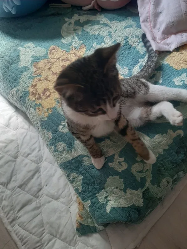 Oğil bola mushukcha Hayida