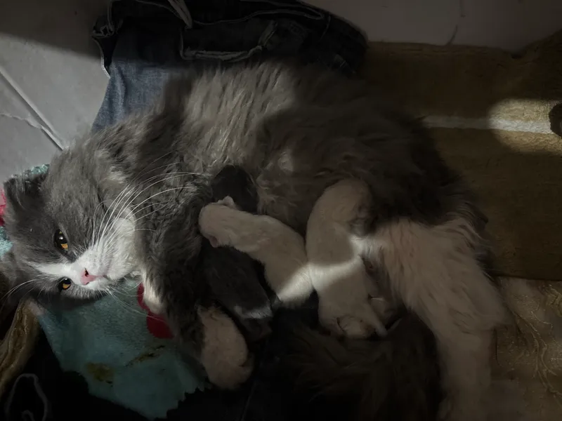 Продается кошка породы Хейланд Фолд 2