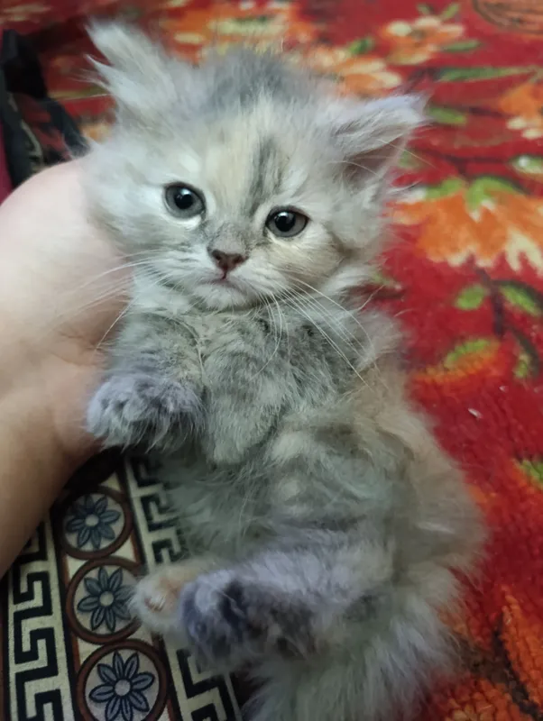 Mushuklar sotiladi Mushuklar sotiladi