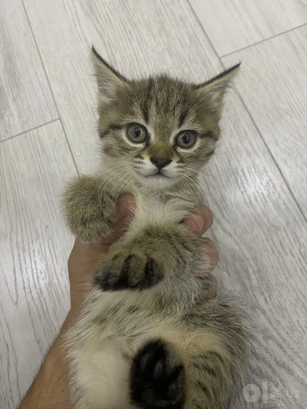 В хорошие руки котенка 1 месячнего 2 В хорошие руки котенка 1 месячнего 2