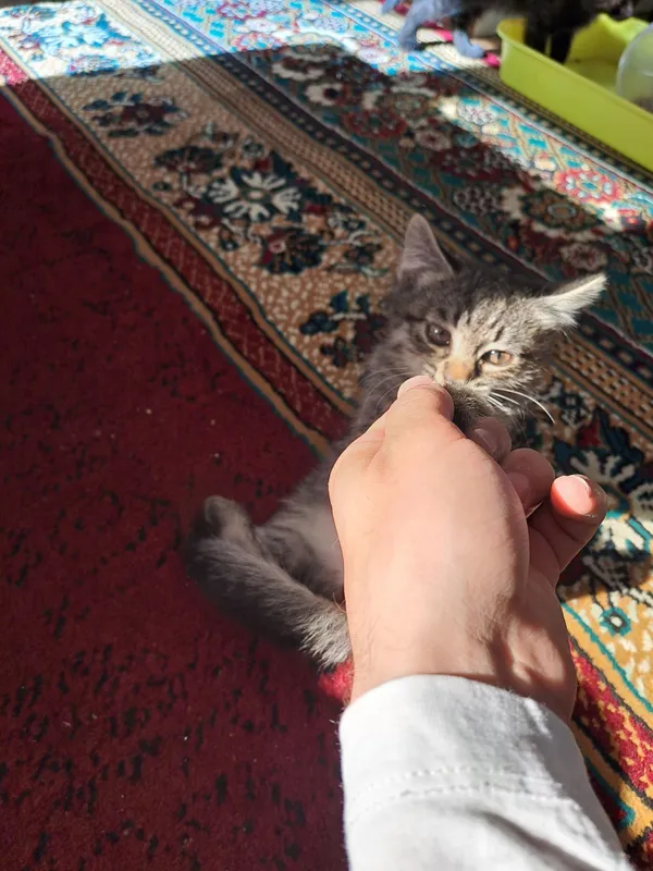 Котята домашние даром Котята домашние даром