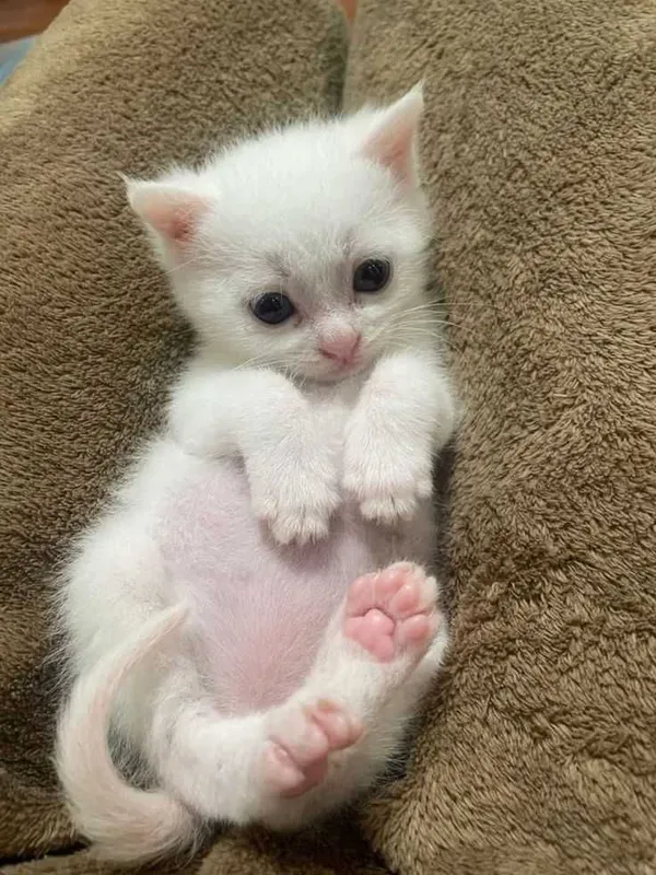 Котенок породистый 1 Котенок породистый 1