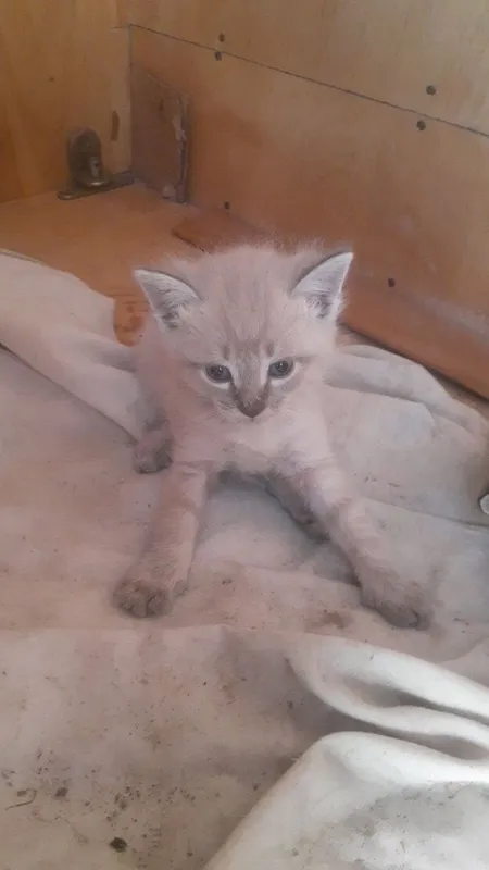 Продаются котята. 3 Продаются котята. 3
