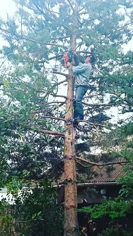 Дарахт кесиш хизмати спилим дерево обрезка — фото 2
