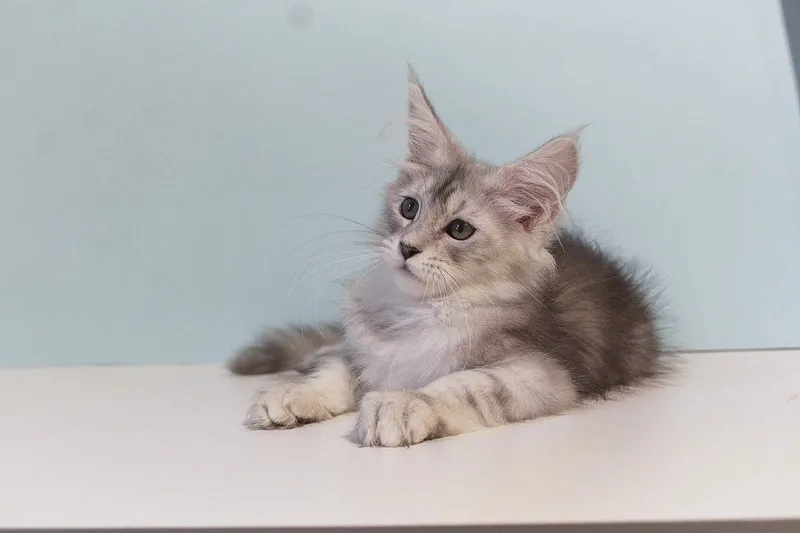 Мейн-куны котята — фото 5
