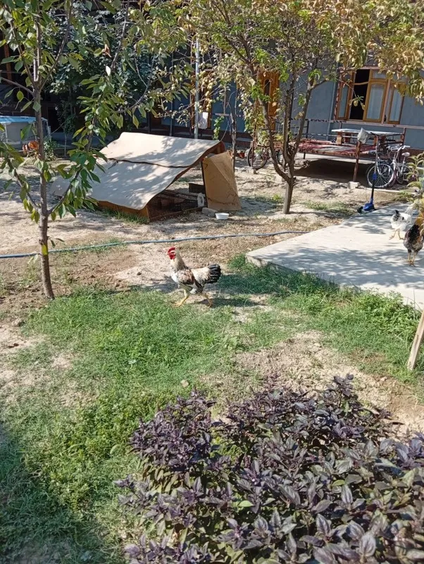 Horozlar sotiladi 6 oylik 2 Horozlar sotiladi 6 oylik 2