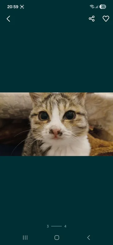 Кошка бесплатно 2 Кошка бесплатно 2