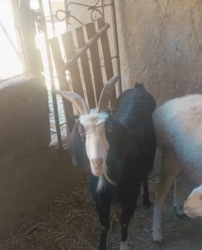 xonaki echki sotiladi 3 xonaki echki sotiladi 3