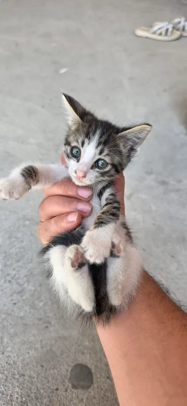котята 4 котята 4