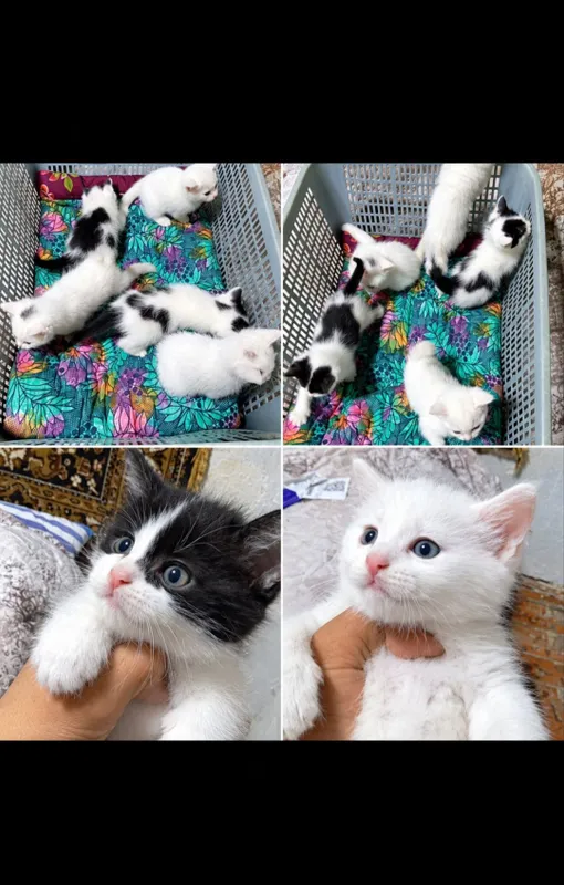 9 ta mushukchani mehribon qo‘llarga beraman. Bepul. Toshkent 4