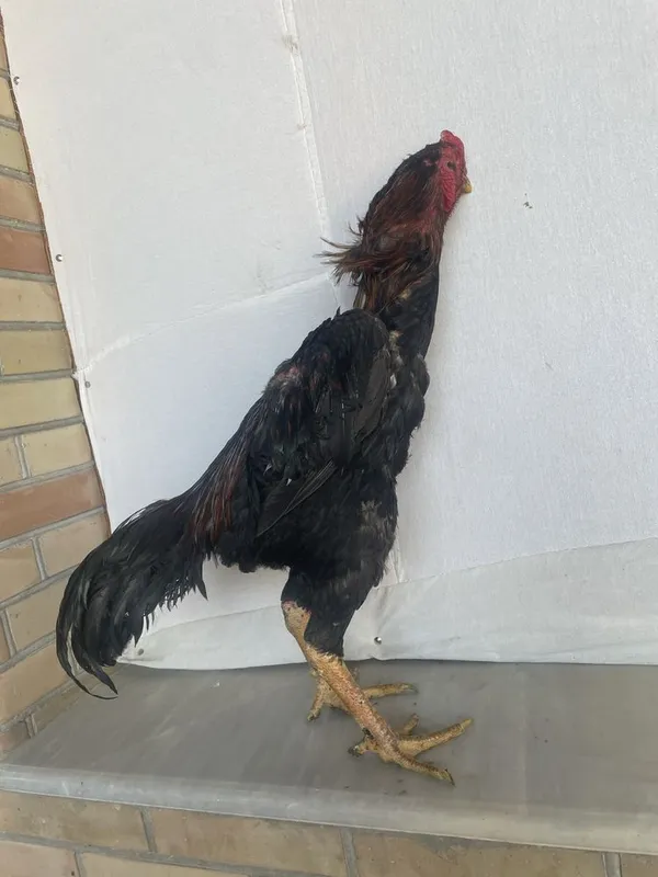 Yapon shamo zot vesi 4,2Kg òyini ham bor 5 Yapon shamo zot vesi 4,2Kg òyini ham bor 5