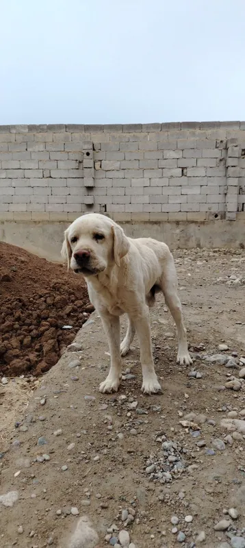 Labrador judayam aqilli