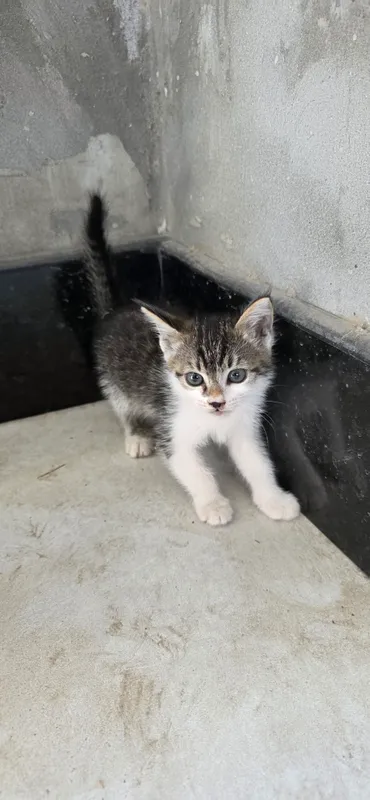 котята 2 котята 2
