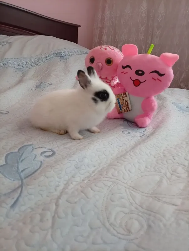 Quyon angora samka 3 Quyon angora samka 3