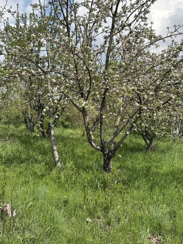 Uchaska Sotiladi Parkent Kumushkon 24 sotix 12 sotixdan kadarsti bor — фото 4