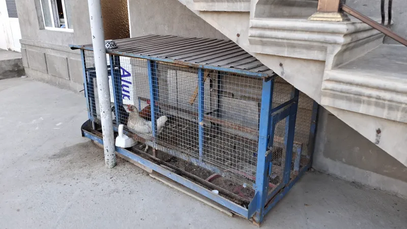 tovuq katak bor oladiganlar bolsa tel