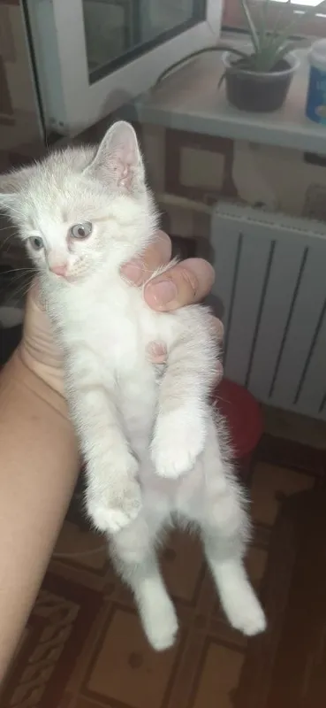 Продаются сиамские котята 4