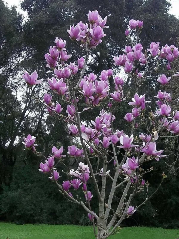 Magnoliya Sulanja daraxti guli pushti rangda — фото 5