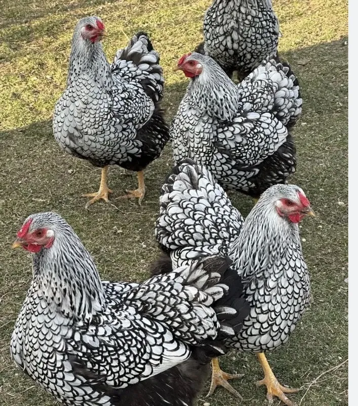 Viandot silver tovuq sotuvda, виандот серебро 1 Viandot silver tovuq sotuvda, виандот серебро 1