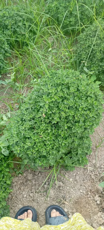 Globus xirzatema gullari sotuvda 7