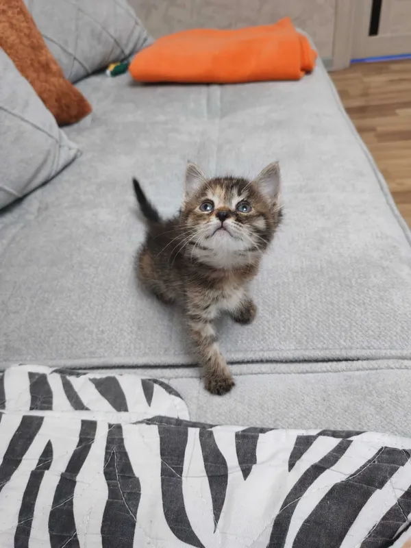 Котенок в добрые руки ненавязчивым остлеживанием судьбы! 2
