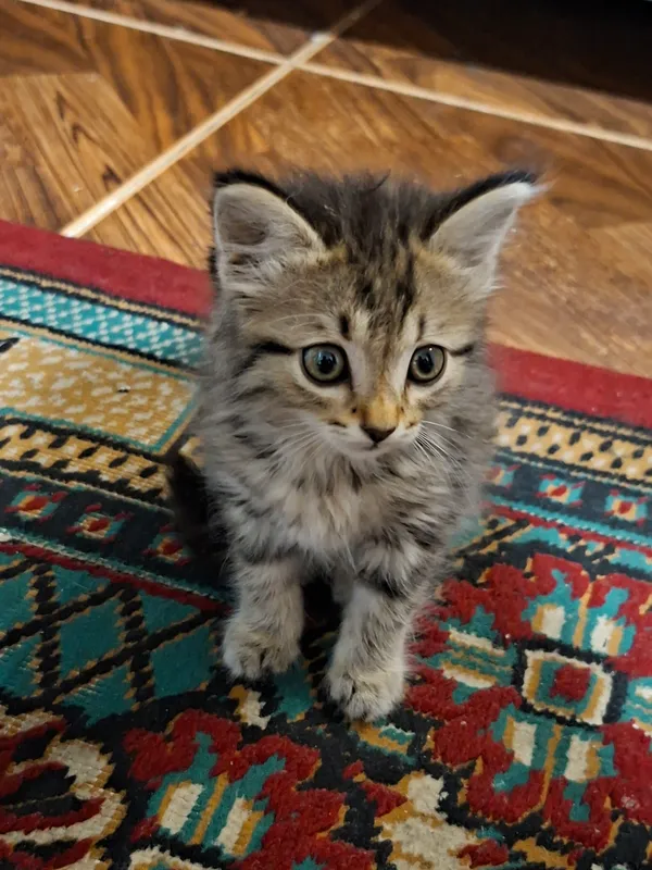 mushuk (tabby domestic cat) 1