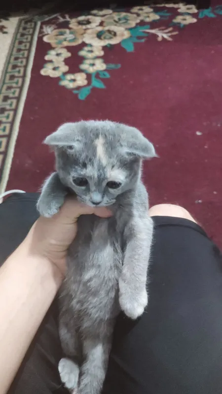 Котенок скотиш фолд 4 Котенок скотиш фолд 4