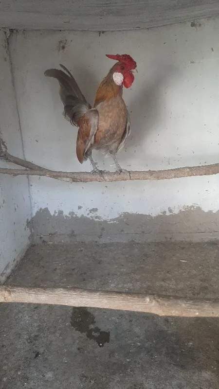 Бентам хуроз сотилади. 3 Бентам хуроз сотилади. 3