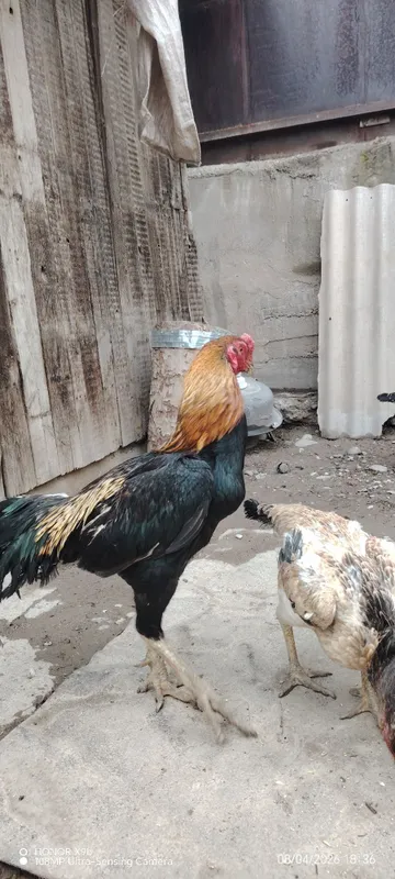 Дакан хуроз тухуми сотилади. Товуклариям тозза — фото 1