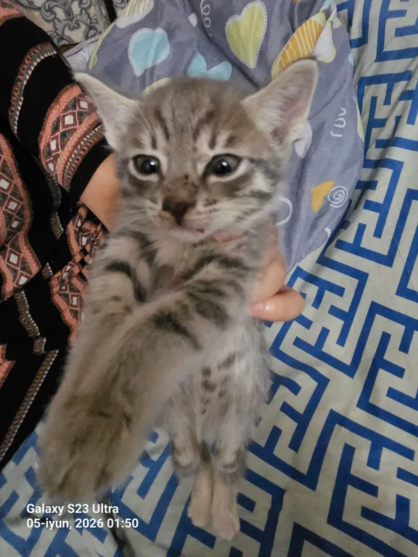 uy mushuklari