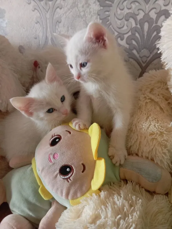 Продаются Котята — фото 4