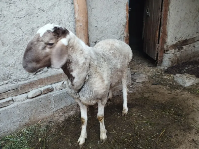 Nasildor quchqir sotiladi