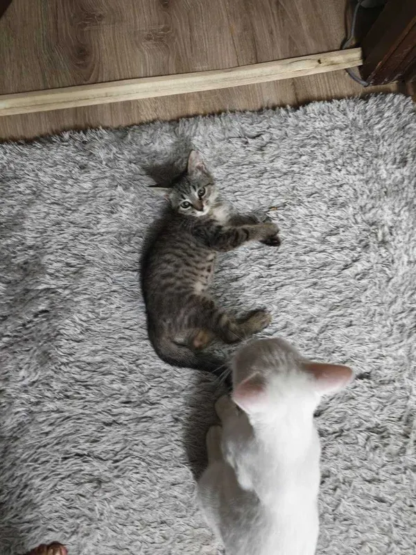 Котенок мальчик, славный, любит целовать 4