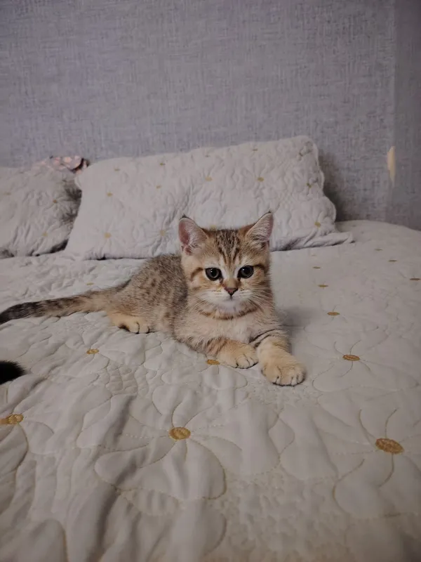 Котята британской шиншиллы — фото 2