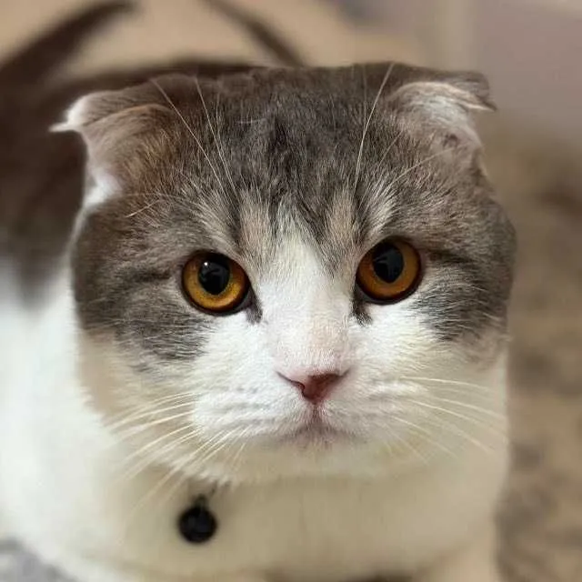 Mushuk, Scottish Fold — фото 2