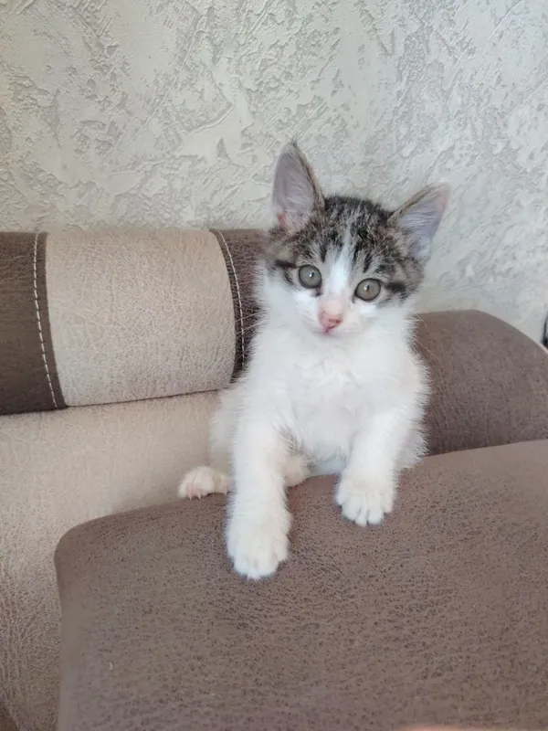 отдам котенка