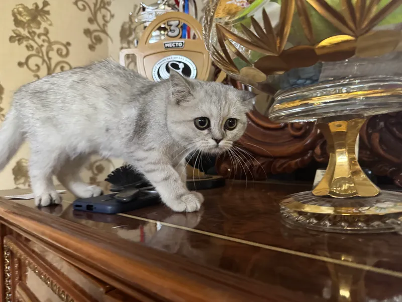 Кошка 3