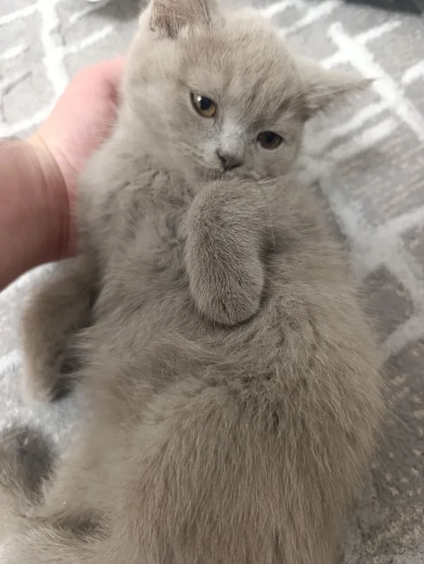 Скоттиш Фолд ва Скоттиш Страйт 3та у́гил Кошки Котята Мушук — фото 3