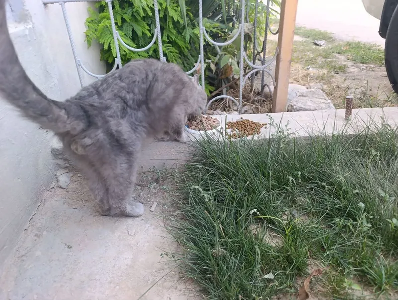 Отдам в хорошие руки кот ласковый 3