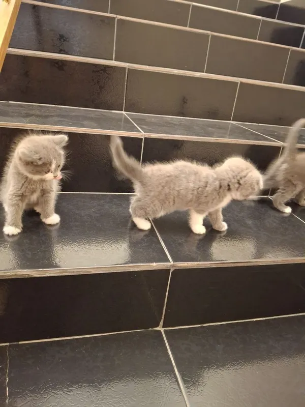 Кошка породистая — фото 3