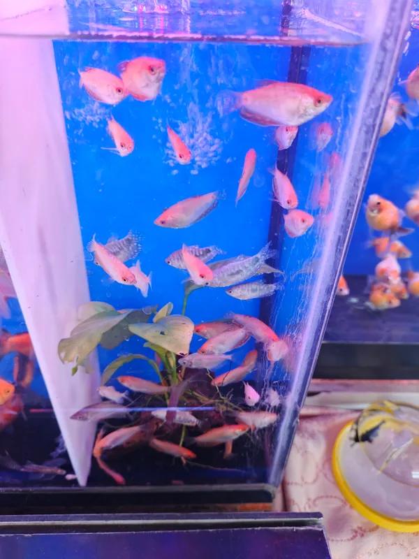 O‘simliklar va akvarium baliqlari 6