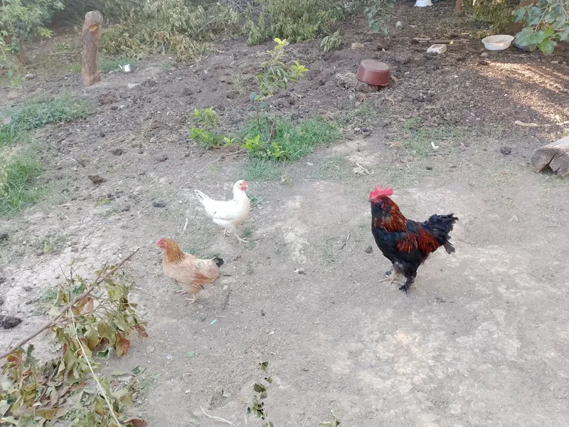 hashaki tovuq 6ta 1 hashaki tovuq 6ta 1