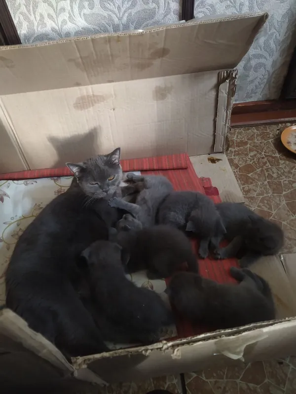 британские котята в продаже по дешёвой цене 3