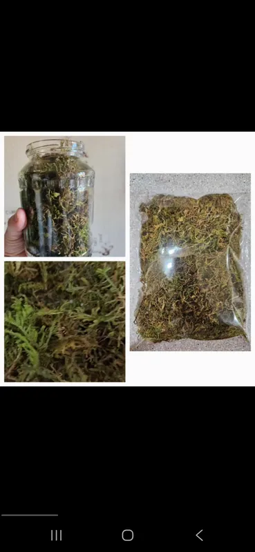 продаётся сухой мох, гипнум кипарисовый