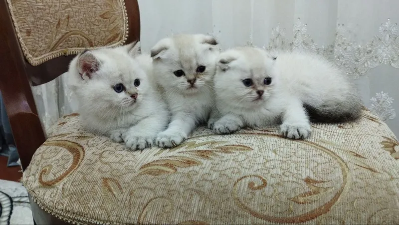 Продаются котенки