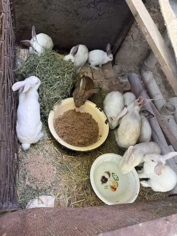 Quyon sotiladi 4/5 oyli quyonlar 1 Quyon sotiladi 4/5 oyli quyonlar 1