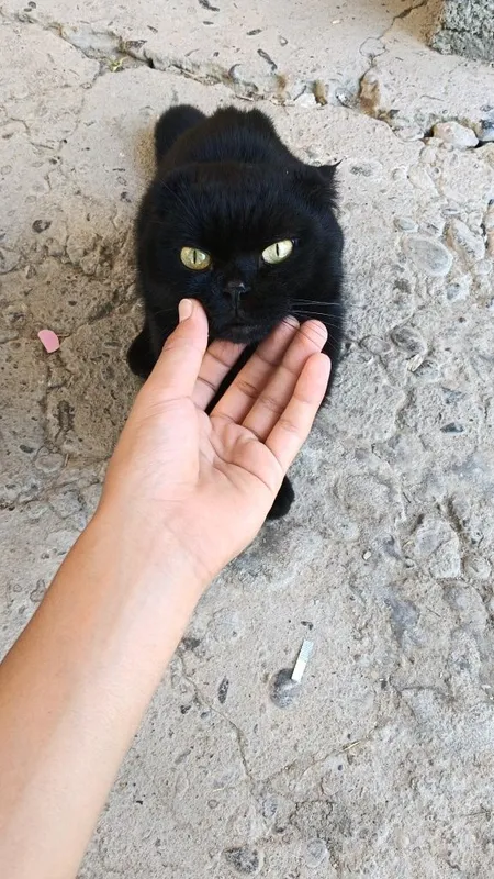 Bu mushuk shotlandiya mushugi "Эта кошка — шотландская прямоухая." 2 Bu mushuk shotlandiya mushugi "Эта кошка — шотландская прямоухая." 2