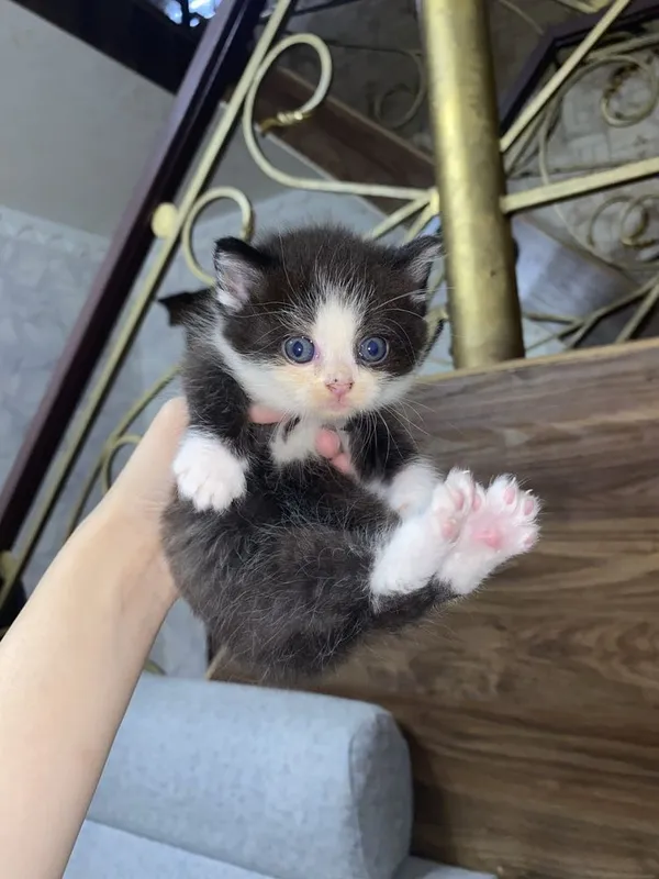 Продаются котята! По самым низким ценам! — фото 2 Продаются котята! По самым низким ценам! — фото 2