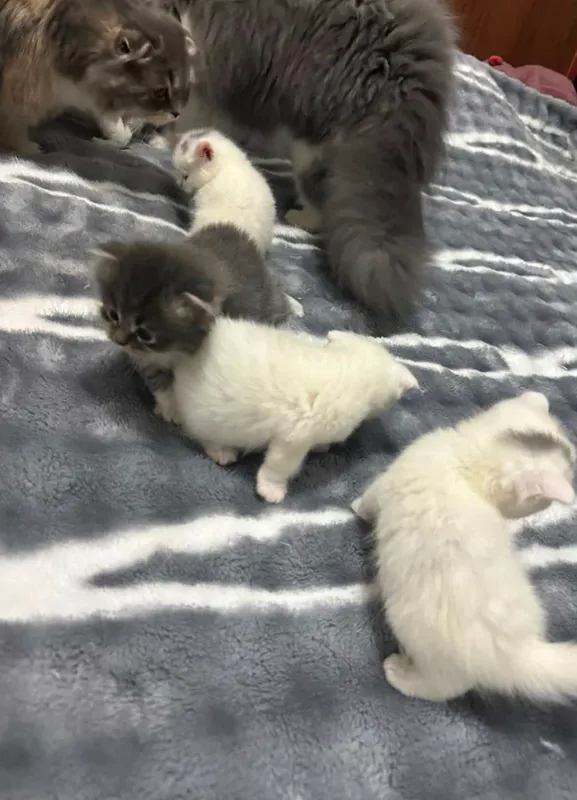 Кошка 1 Кошка 1